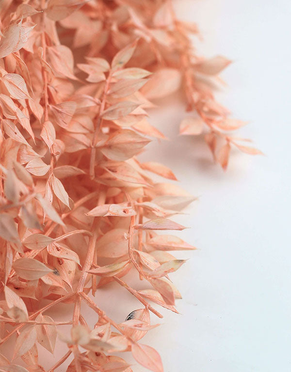 Preserved Ruscus - Pastel Salmon Bunch, 5 Stems, 70 cm