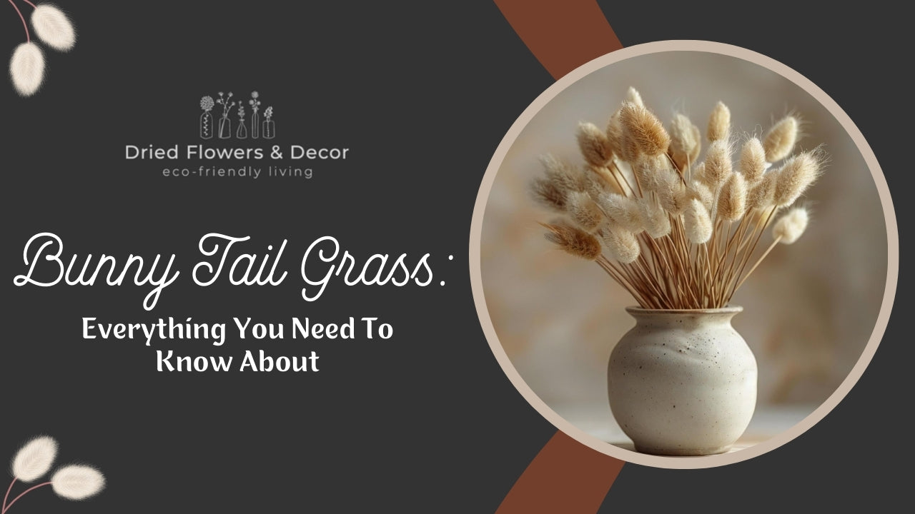 Bunny Tails Grass