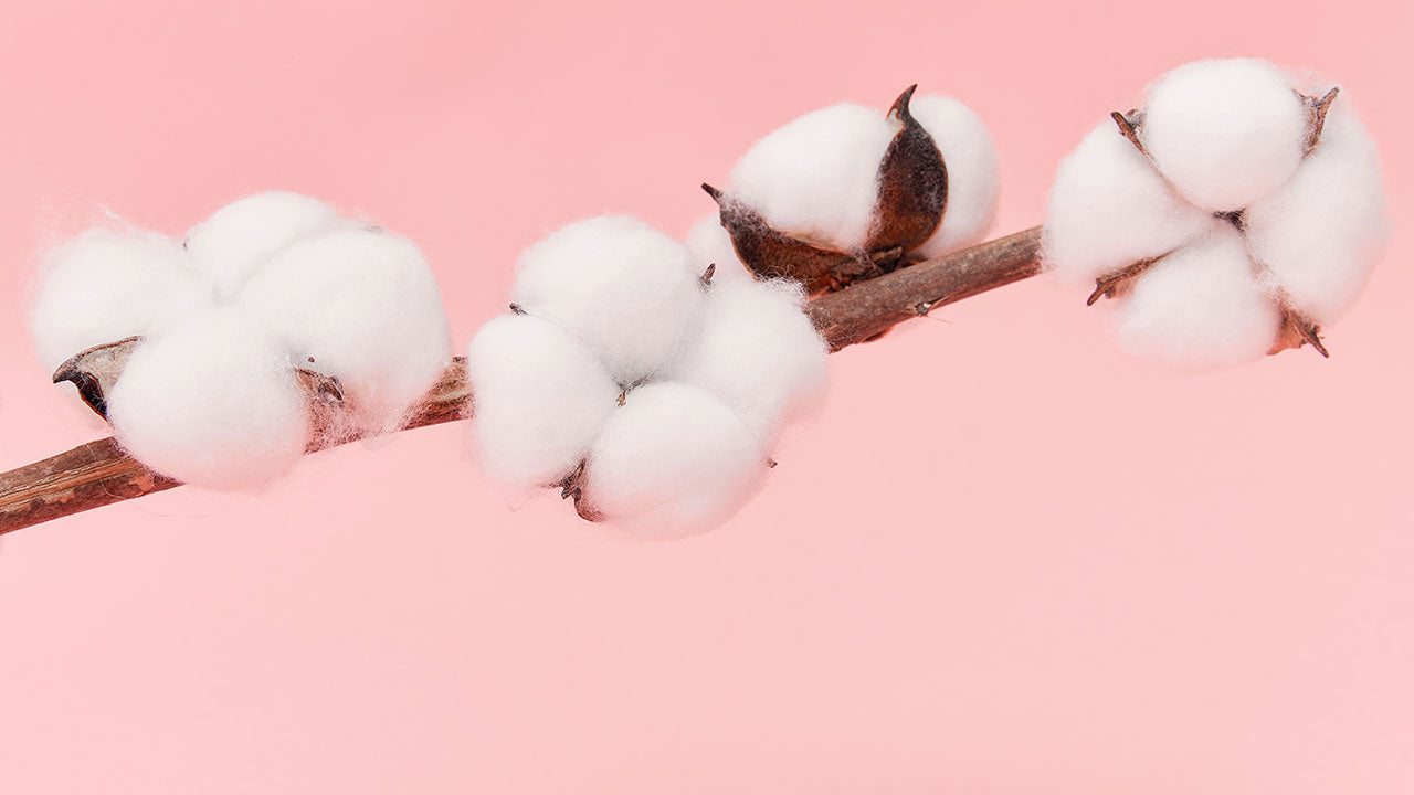 Dried Flower Trends that are Going to be Everywhere in 2022