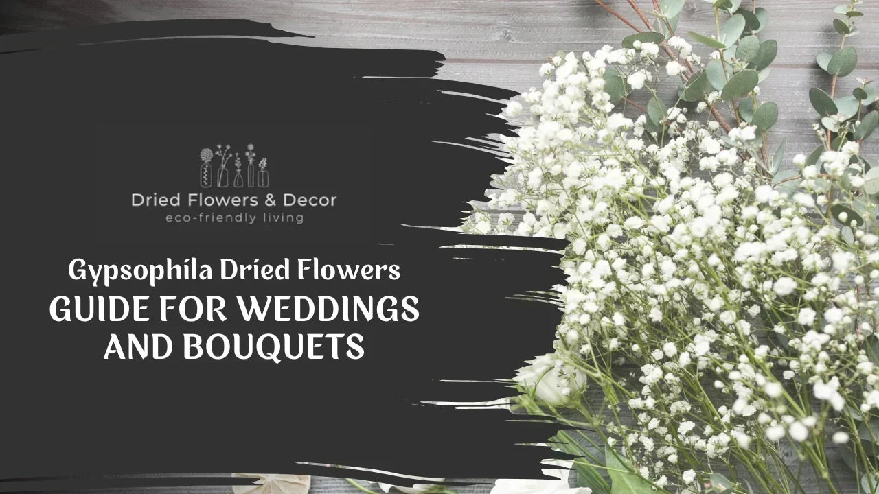 Gypsophila Dried Flowers Guide for Weddings and Bouquets