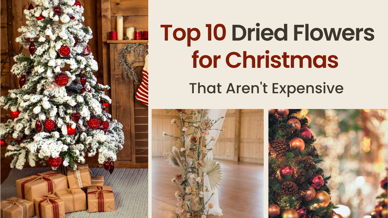 Top 10 Dried Flowers for Christmas (That Aren't Expensive)