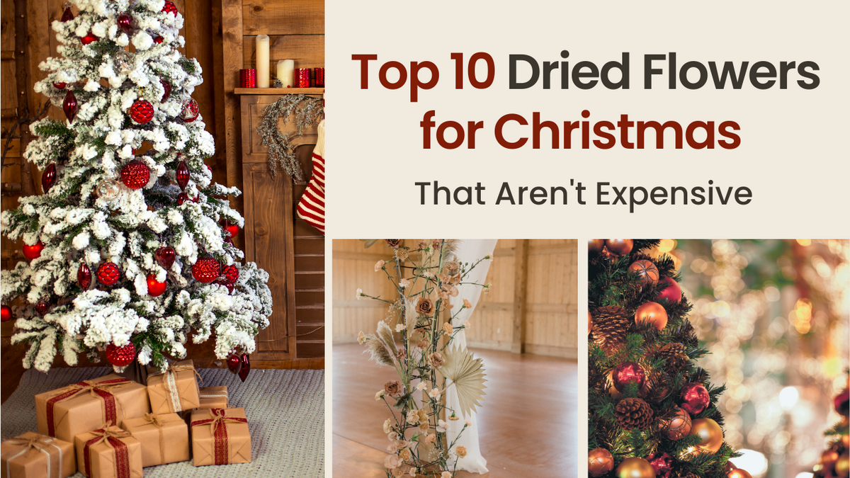 Top 10 Dried Flowers for Christmas (That Aren't Expensive)