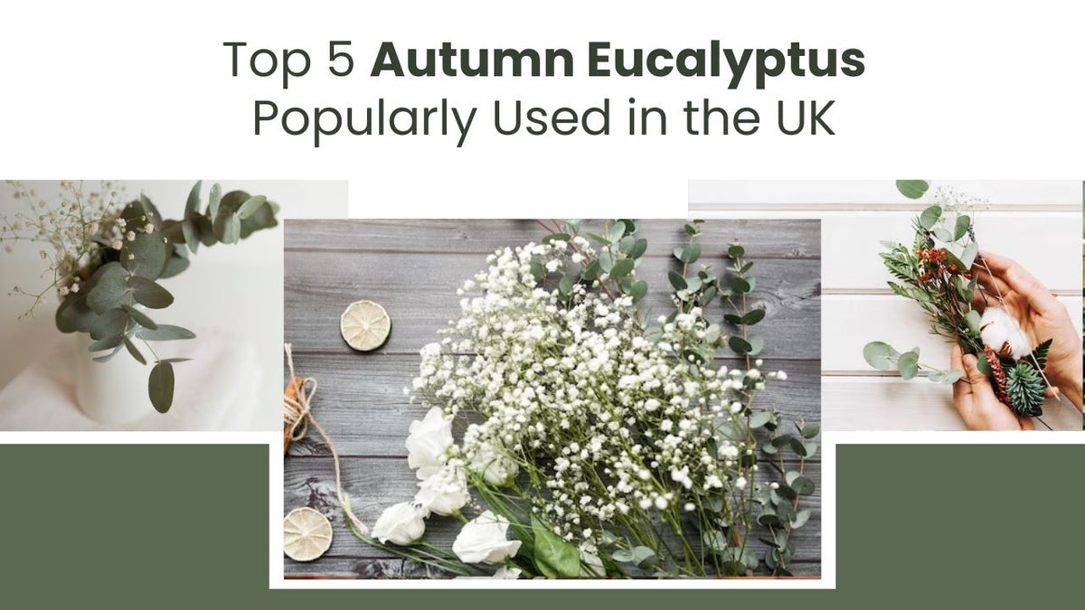 Fall's 5 Most Popular Eucalyptus Varieties in the UK | Autumn Eucalyptus