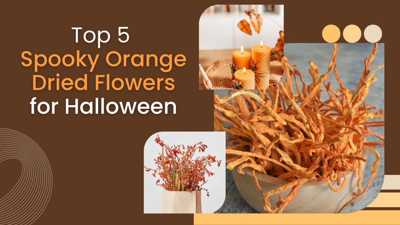 Top 5 Spooky Orange Dried Flowers for Halloween