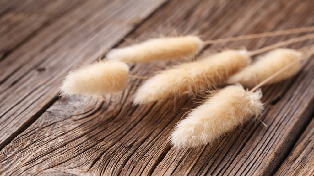 Dried Bunny Tails Lagurus Grass