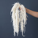  Preserved Amaranthus Bleached