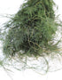 Preserved Asparagus Fern
