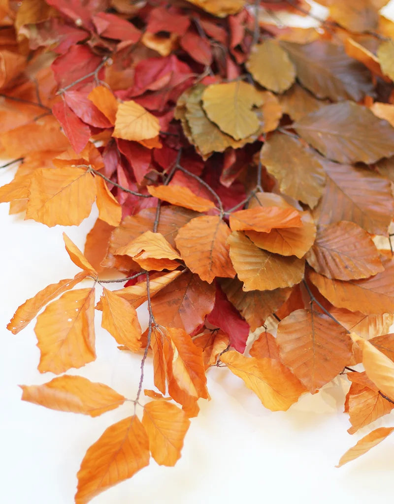 Autumn Beech Leaves Bunch