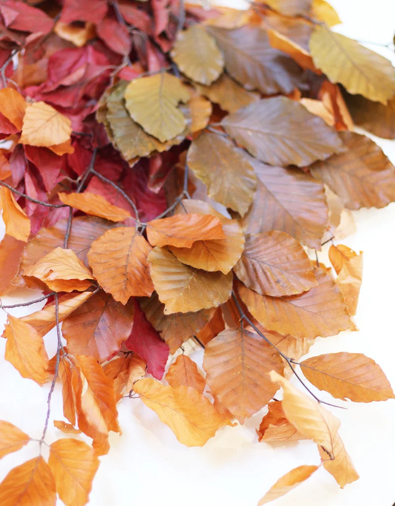 Autumn Beech Leaves 