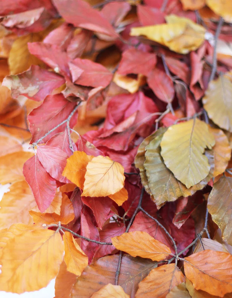 Autumn Beech Leaves Bunch