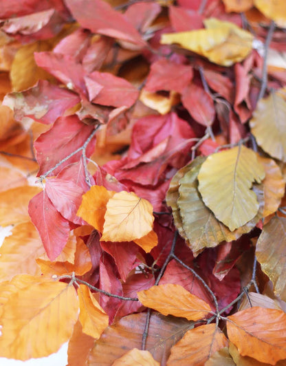 Autumn Beech Leaves Bunch