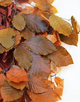Autumn Beech Leaves Bunch