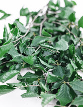Preserved Beech Leaves Green bunch