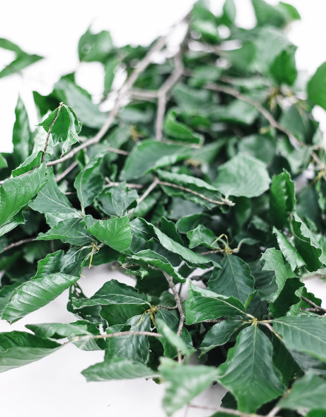 Preserved Beech Leaves Green bunch