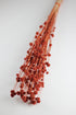Dried Big Mars Flowers Bunch 