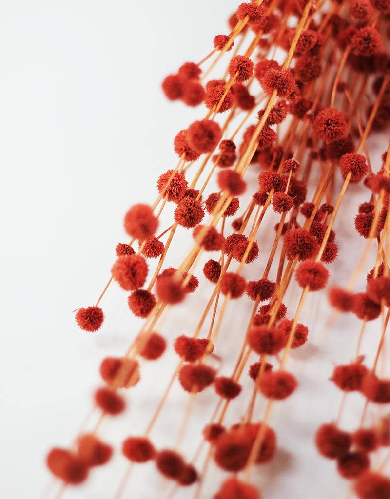 Mars Flowers
