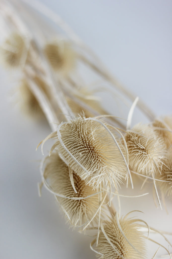 Dried Cardistella flowers