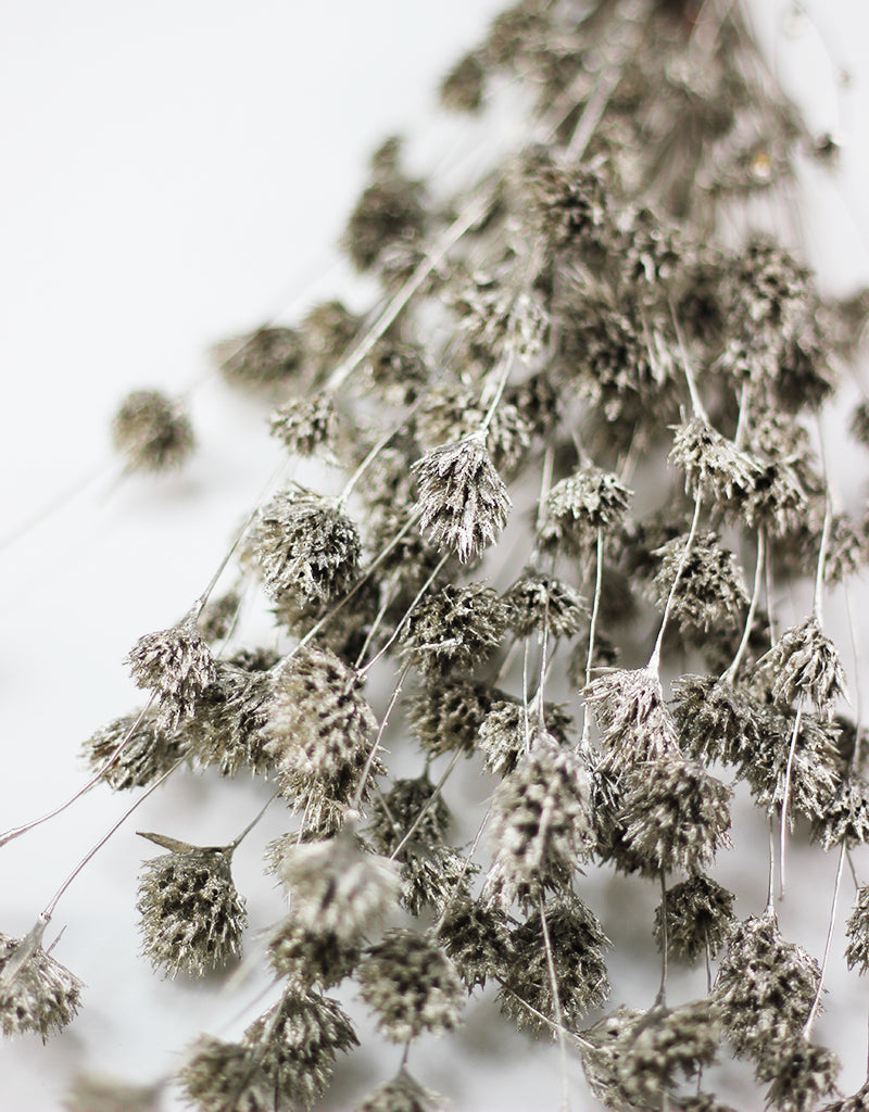 Dried Weeping Bamboo bunch