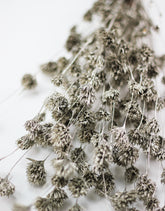 Dried Weeping Bamboo bunch