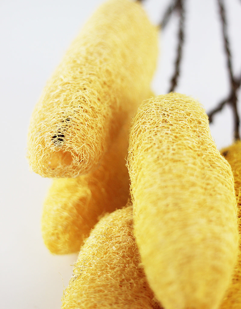 DRIED LUFFA STEMS