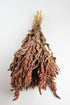 Dried Amaranthus bunch