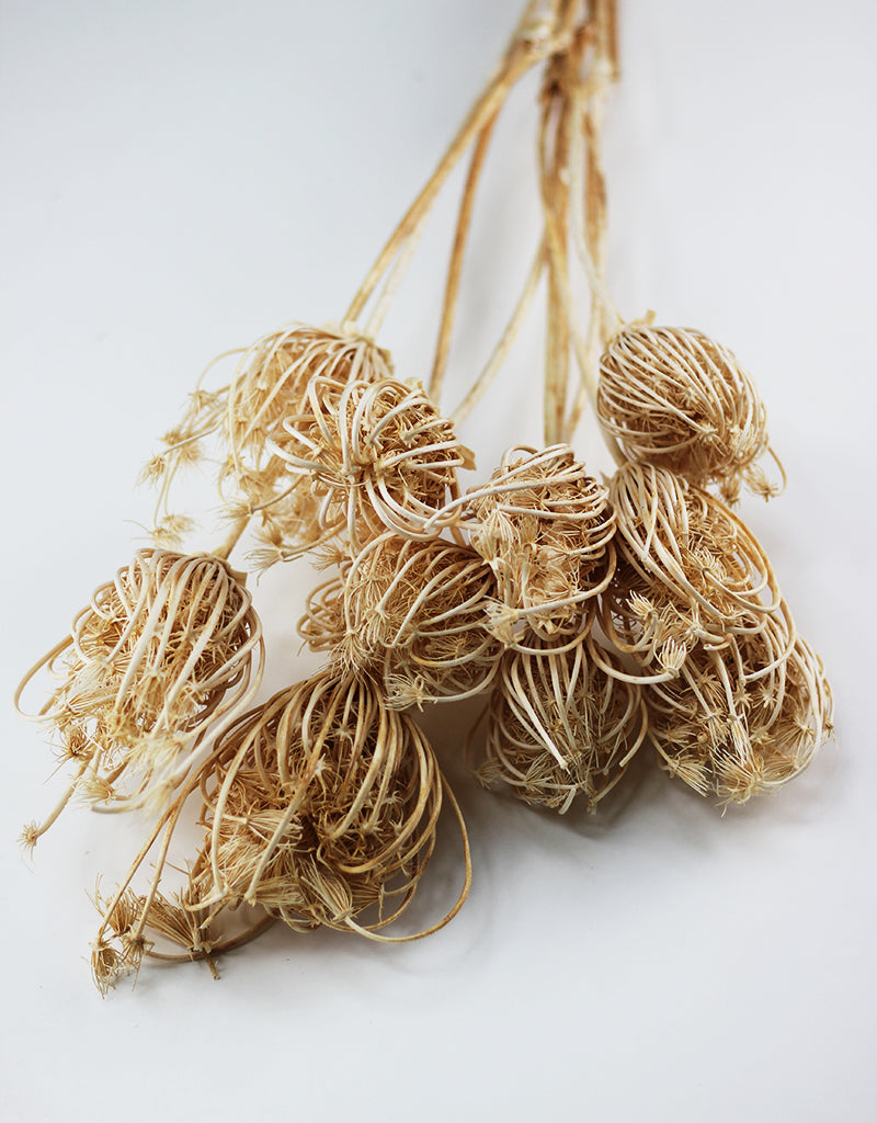 Dried Ammi Majus
