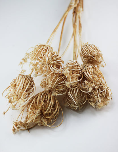 Dried Ammi Majus