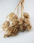 Dried Ammi Majus