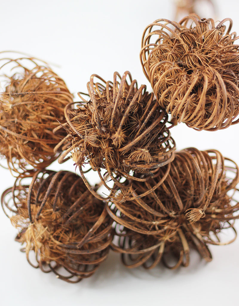 dried flowers
