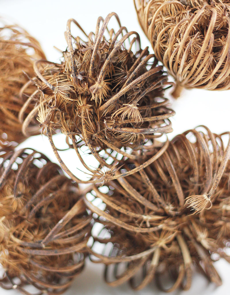 Natural dried flowers
