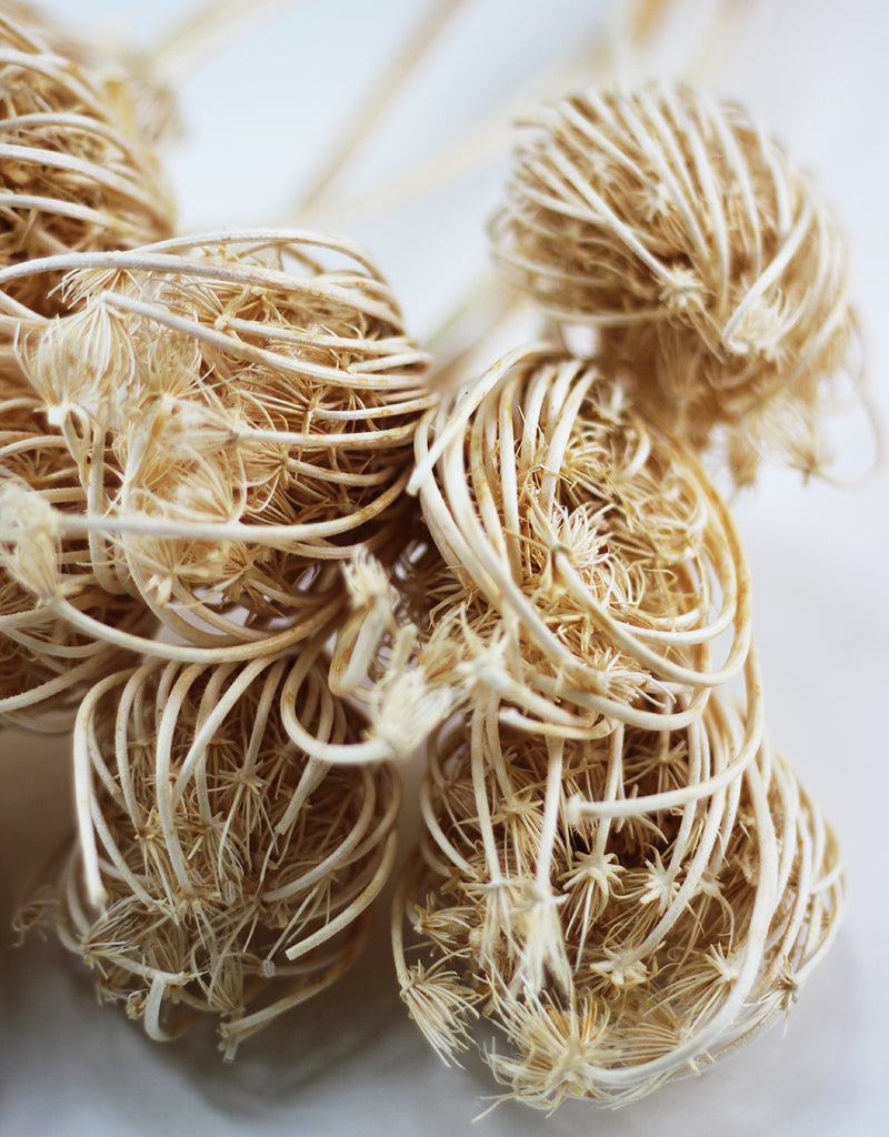 Dried Flowers