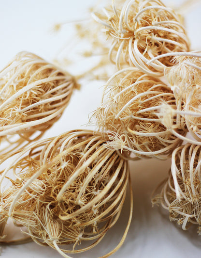 Dried Ammi Majus stems