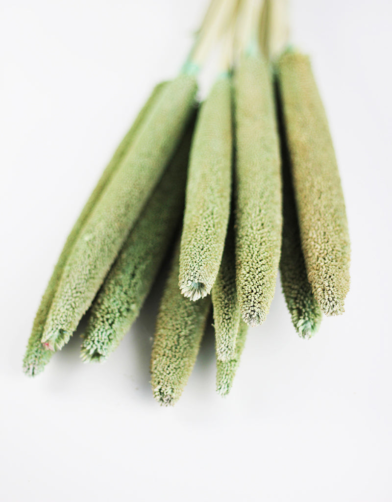 Dried Babala - Mint Green Bunch, 10 stems, 70 cm