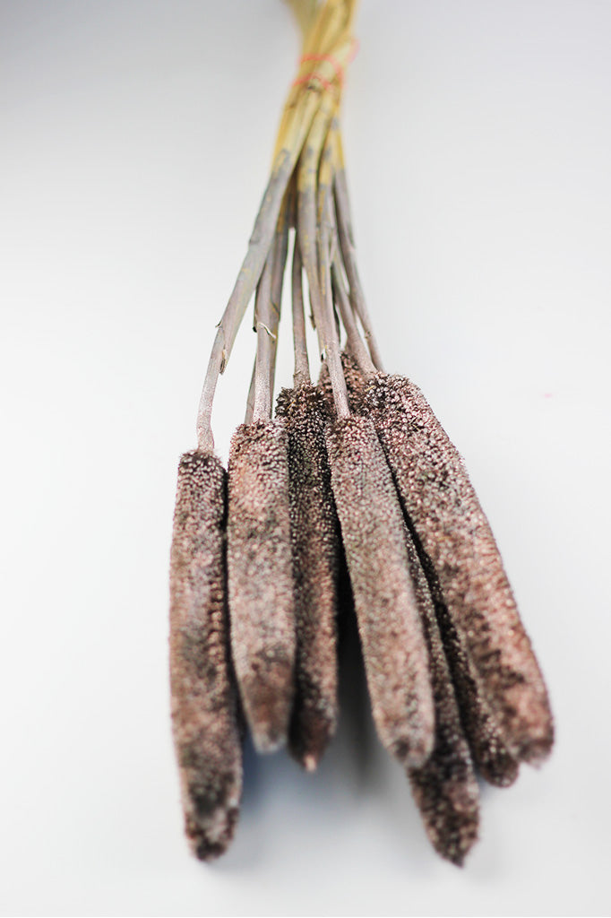 Dried Babala Champagne