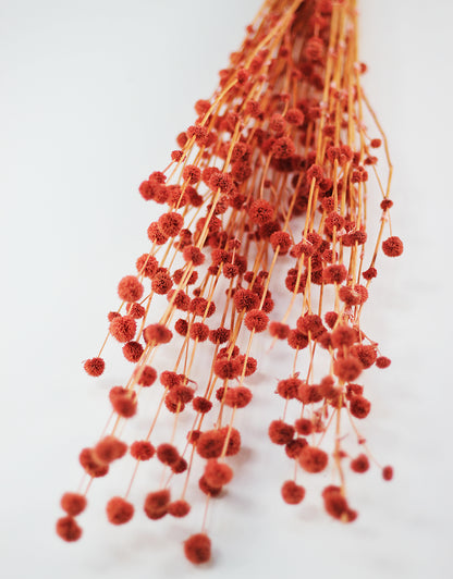 Red dried flower bunch on a white background