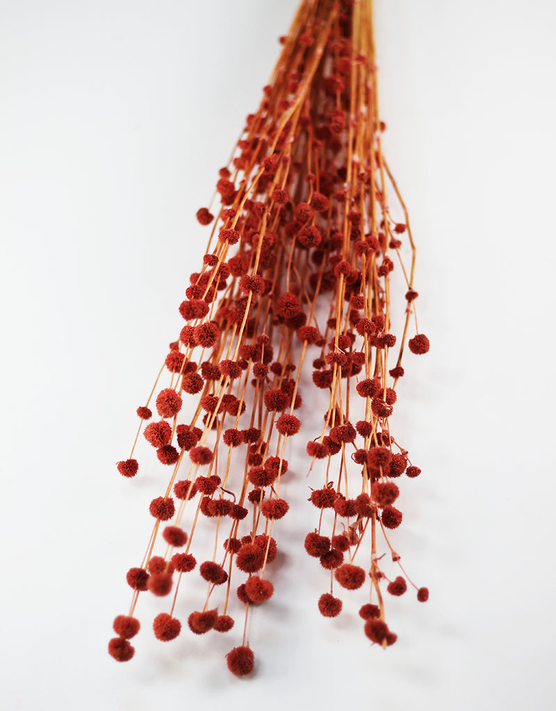 Salmon flowers