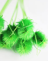 Dried Cardistella Lime Green 