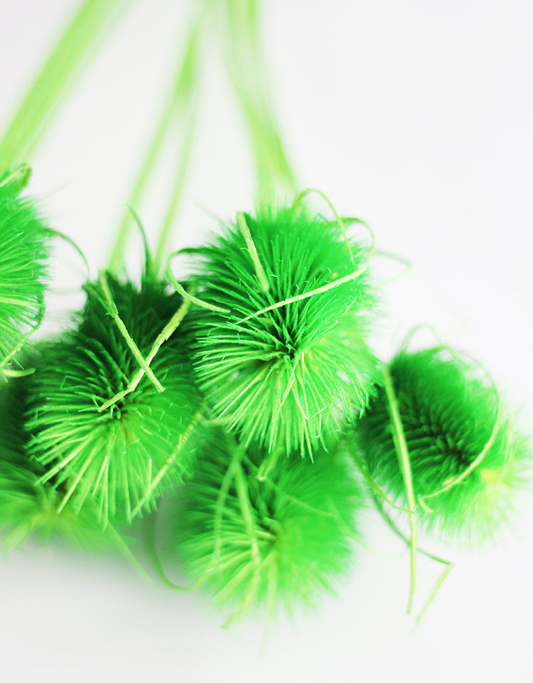 Lime Green Dried Cardistella Flowers 50cm Bunch l Green Dried Flowers