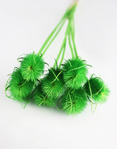 Dried Cardistella