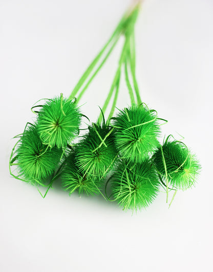 Dried Cardistella