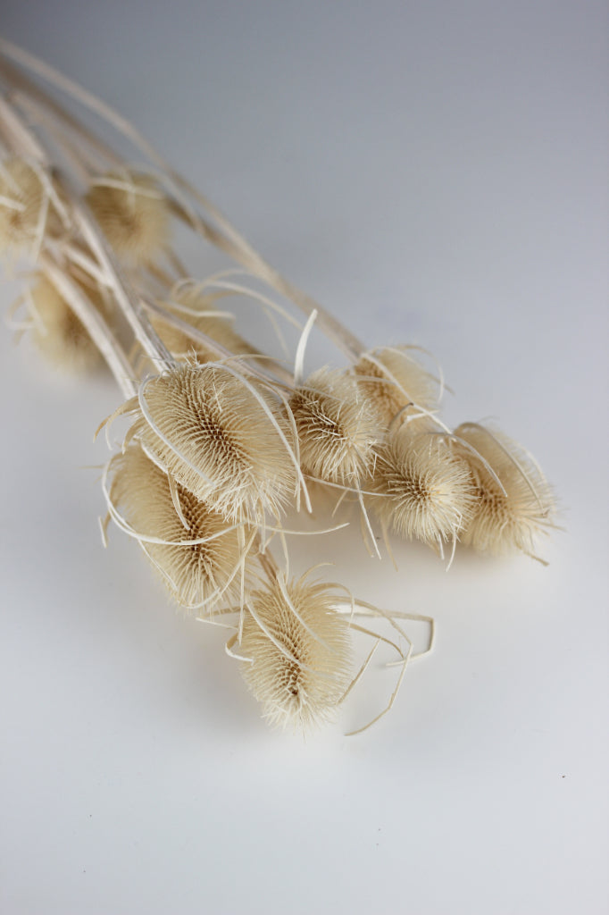 dried flowers UK