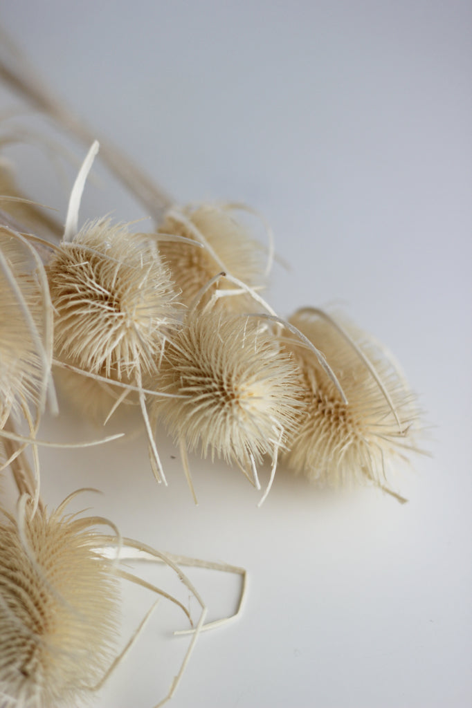 Dried Cardistella bunch