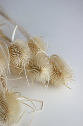 Dried Cardistella bunch