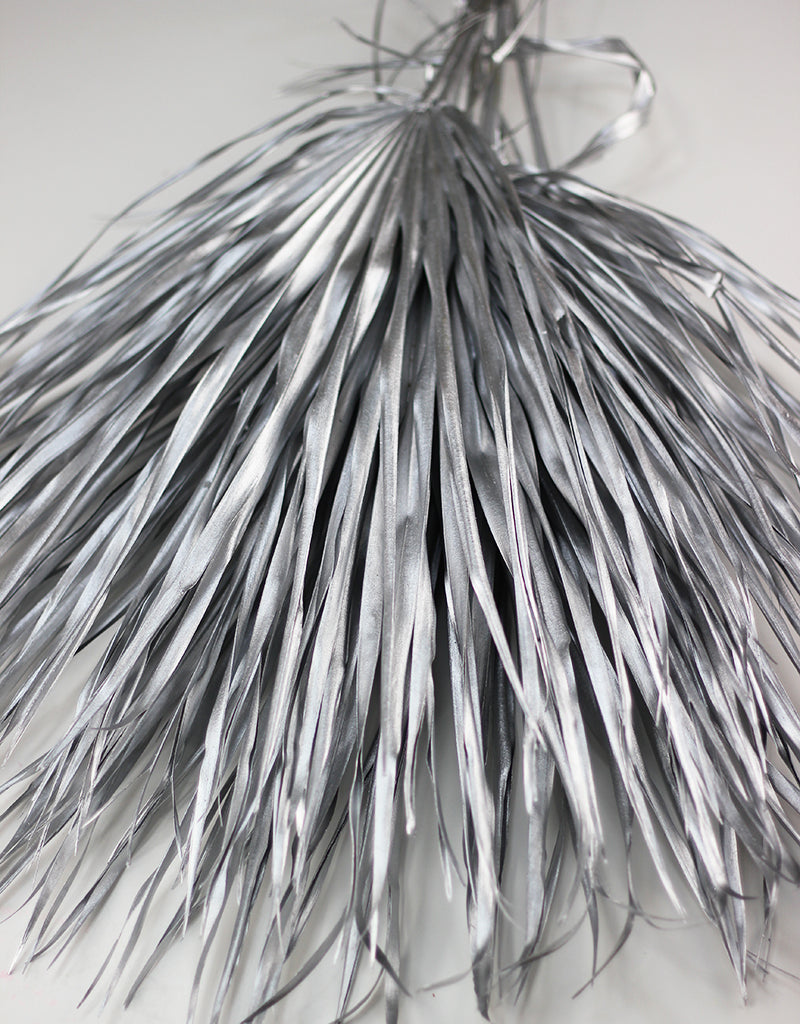 Silver Dried Chamaerops Palm
