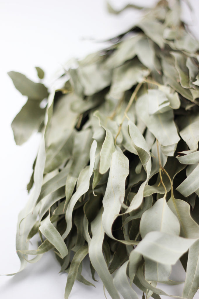 dried eucalyptus