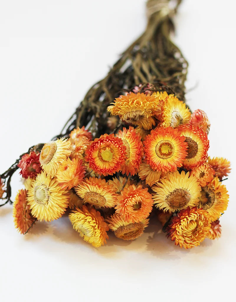 Dried Helichrysum Bunch