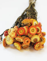 Dried Helichrysum Bunch