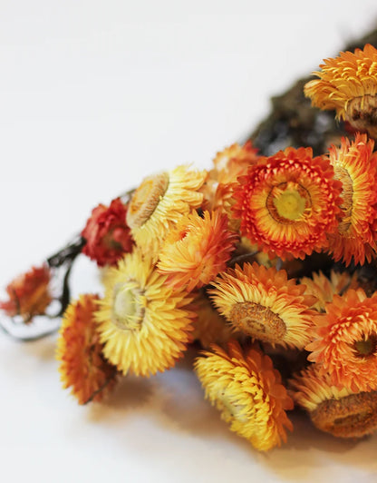 A close-up of dried strawflowers in shades of orange, yellow, and red, arranged on a plain white background.