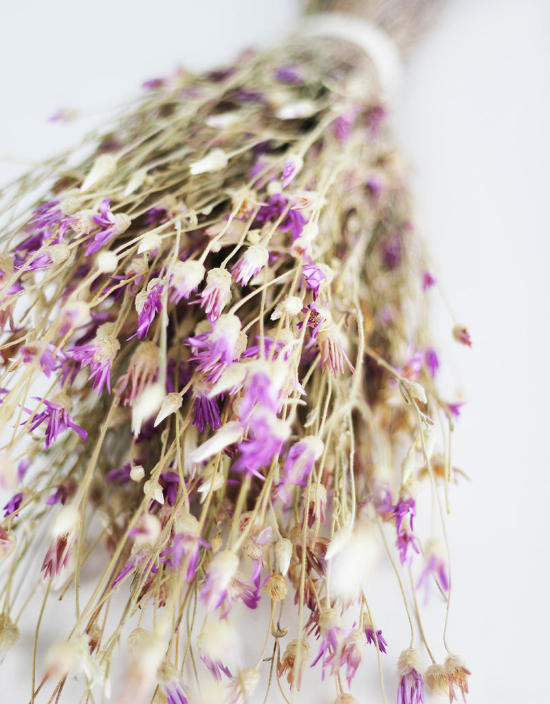 DRIED XERANTHEMUM PURPLE FLOWERS BUNCH