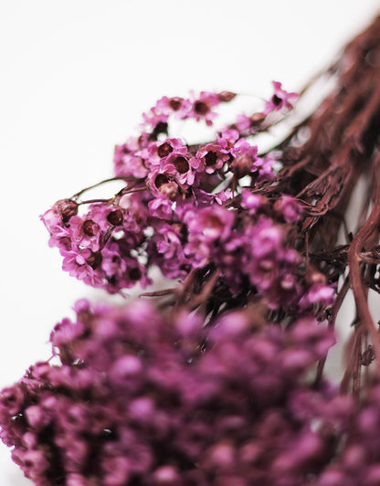 Mauve Ixodia 